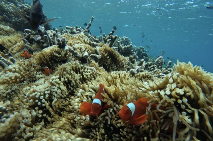 Private Snorkeling Gili Gede, Gili Asahan, Gili Goleng Tour - Good To Know