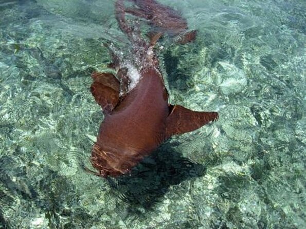 Private Snorkeling (Hol Chan Marine Reserve and Shark Ray Alley) - Tour Inclusions