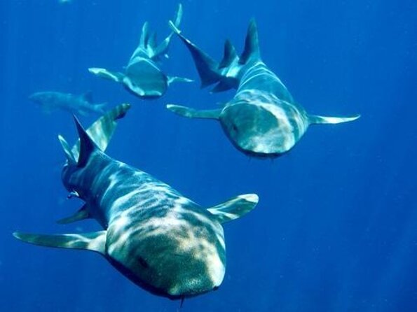Private Snorkeling (Hol Chan Marine Reserve and Shark Ray Alley) - Marine Park Tickets
