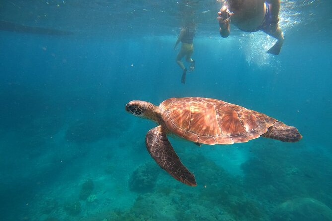 Private Snorkeling in Manta, Gamat & Crystal Bay at Nusa Penida - Snorkeling Tour Highlights