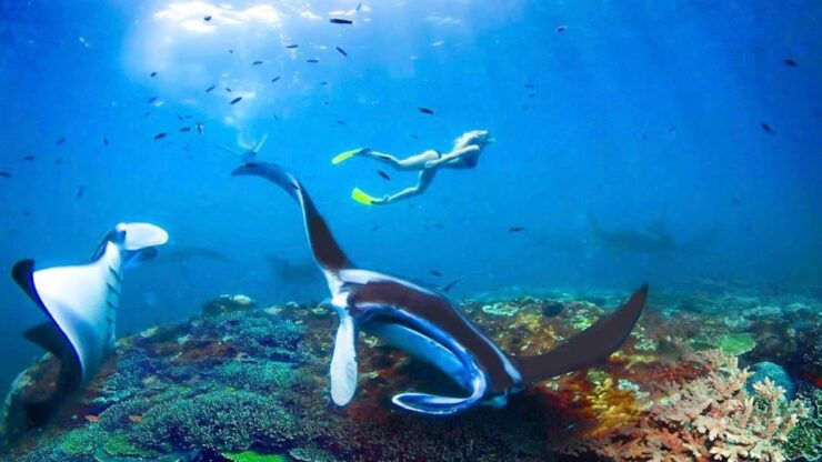 Private Snorkeling in Nusa Penida - Booking Details