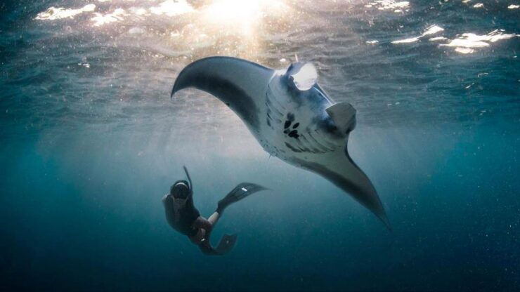 Private Snorkeling in Nusa Penida - Activity Highlights