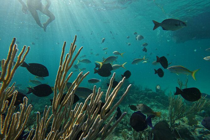 Private Snorkeling or Fishing Charter in Nassau - 38ft Free Time - Authentic Experiences and What Travelers Love