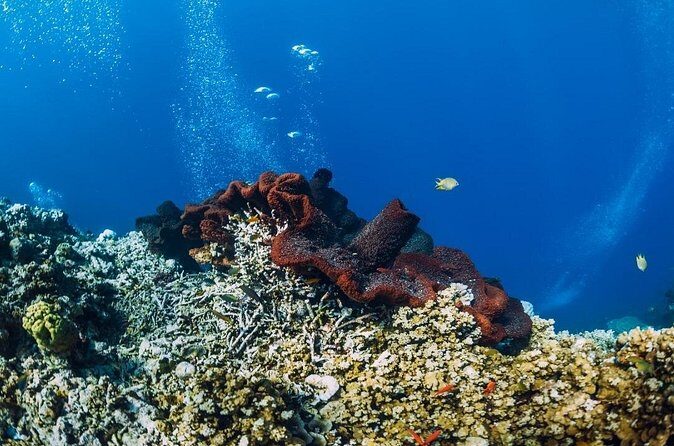 Private Snorkeling Start Gili Meno and Explore 4 Spots with GoPro - FAQs