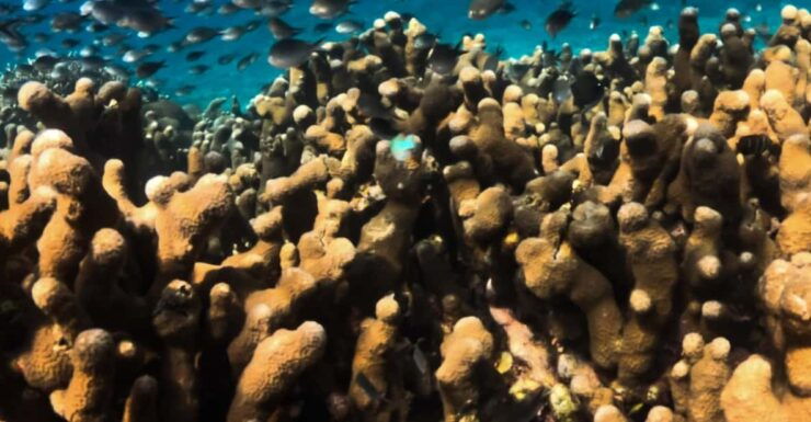 Private Snorkeling Tour Gili Trawangan, Gili Meno, Gili Air - Key Points