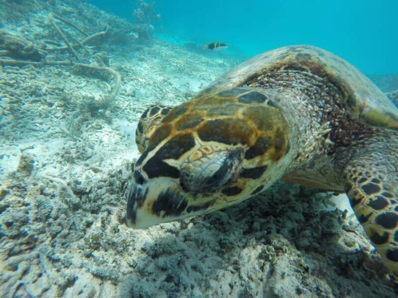 Private Snorkeling Tour GoPro Footage Costumize Tour - Frequently Asked Questions