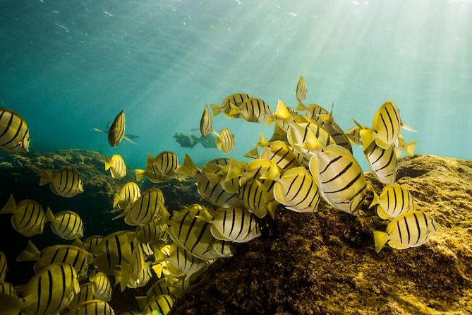 Private Snorkeling Tour in Cabo San Lucas - Tour Overview