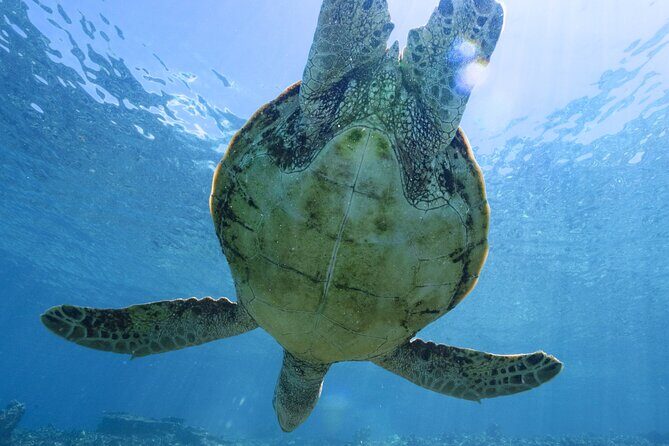 Private snorkeling tour Ishigaki island - Good To Know