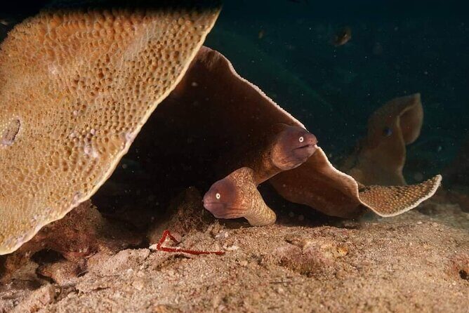 Private Snorkeling trip at Koh Kood - A Detailed Breakdown of the Itinerary