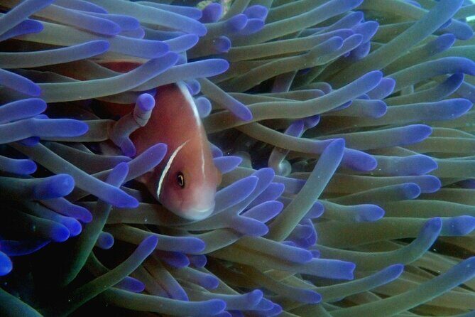 Private Snorkeling trip at Koh Kood - Who Would Enjoy This Tour Most?
