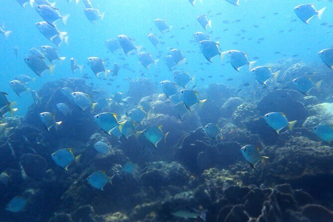 Private Snorkeling trip at Koh Kood - Frequently Asked Questions (FAQs)