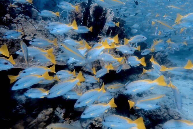 Private Snorkeling trip at Koh Kood - Analyzing the Price and Value