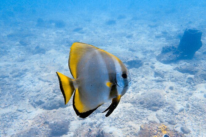 Private Snorkeling trip at Koh Kood - Practical Tips for Your Trip
