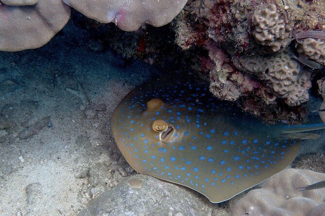 Private Snorkeling trip at Koh Kood - The Sum Up