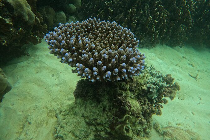 Private Snorkeling Trip Route A by Long Tail Boat - Who Will Love This Tour?