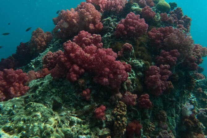 Private Snorkeling Trip Route A by Long Tail Boat - FAQ