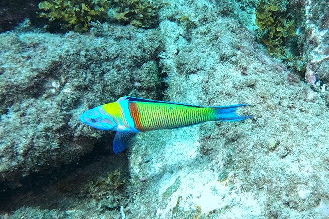 Private Snorkeling With a Professional Instructor - Professional Instructors Expertise