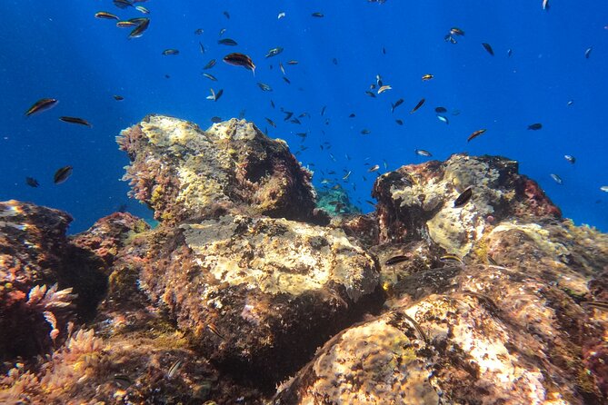 Private Snorkeling With a Professional Instructor - Safety Precautions and Requirements