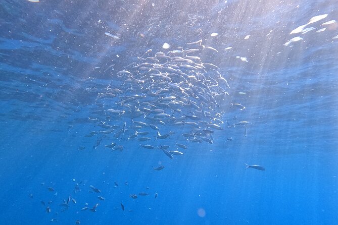 Private Snorkeling With a Professional Instructor - Additional Resources and Contact Information