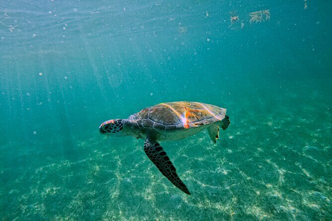 "Private Snorkeling with Turtles EN Akumal + Photos Included" - Private Snorkeling with Turtles in Akumal + Photos Included: An In-Depth Review