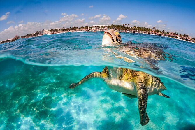 "Private Snorkeling with Turtles EN Akumal + Photos Included" - Final Thoughts: Is It Worth It?