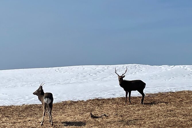 Private Snow Shoe Tour in Shiretoko National Park - Tour Overview