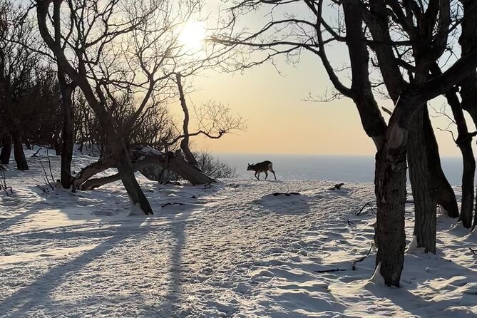 Private Snow Shoe Tour in Shiretoko National Park - Common Questions