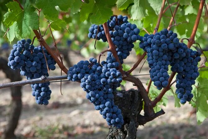Private Sonoma Wine Tour up to 6 Guests - Tour Itinerary Highlights