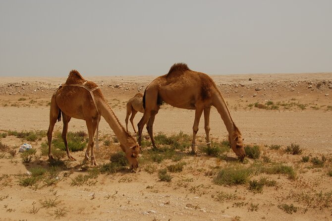Private South Coast Tour With Camel Ride - Important Notes