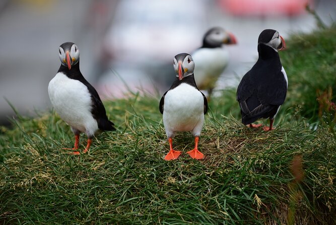 Private South Coast Tour With Optional Glacier Hike in Iceland - Tour Highlights