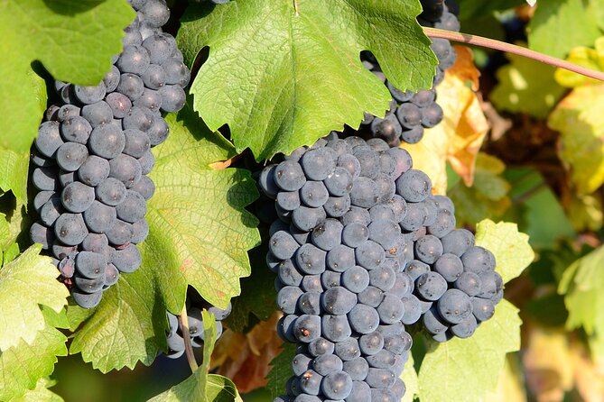 Private Sparkling Wine Tasting in Istria - Price and Booking
