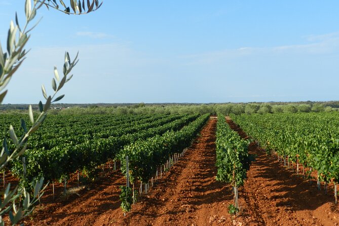 Private Sparkling Wine Tasting in Istria - Additional Info