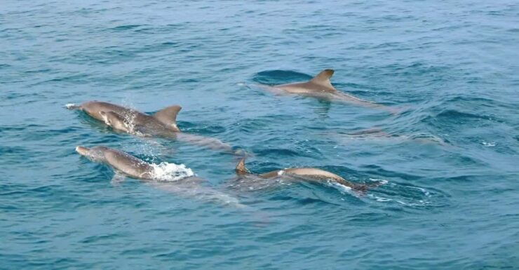 Private Speed Boat Charter to Maiton and Coral Islands - Overview of the Charter