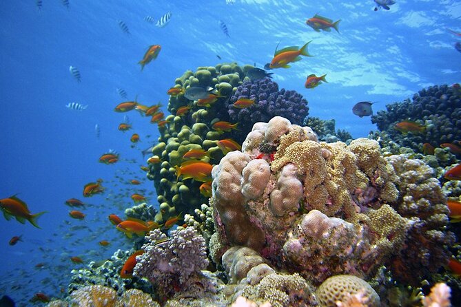 Private Speed Boat Snorkeling Trip to Tiran Island - Pricing and Booking Policy