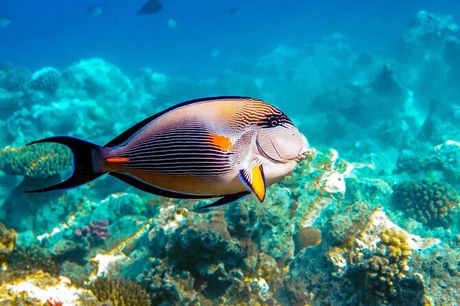 Private Speed Boat to Magawish Island in Hurghada - Tour Inclusions