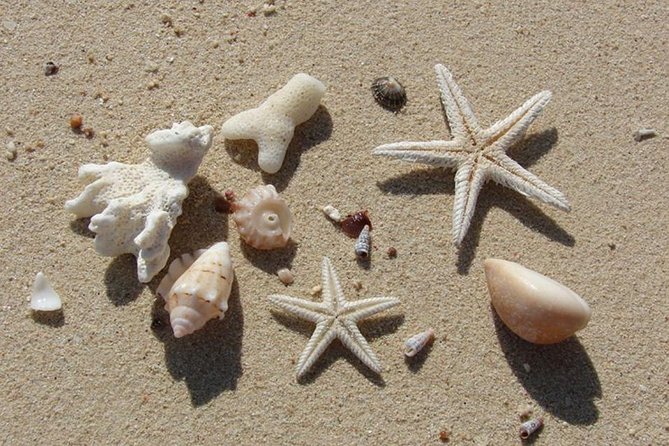 Private Speed Boat to Orange Bay Island, Snorkeling, Water Sport - Hurghada - Customer Reviews