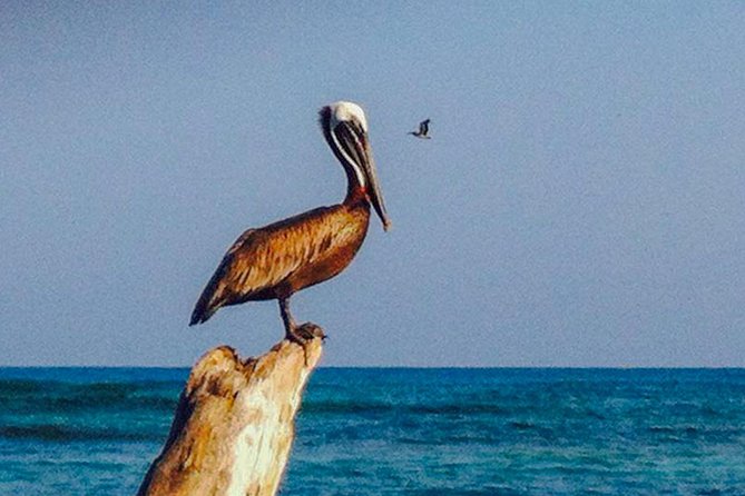 Private Speed Boat to Rosario Islands & Barú - Important Information