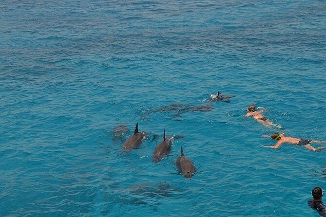 Private Speed Boat Trip in Hurghada, Swimming With Dolphins - Good To Know