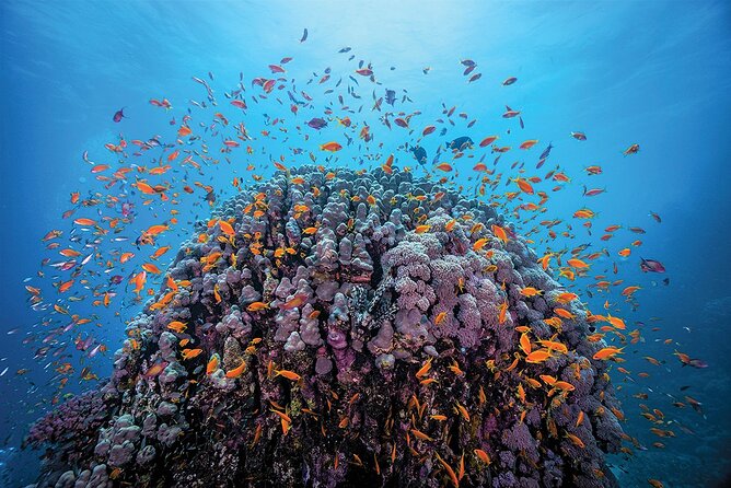 Private Speed Boat Trip in Hurghada, Swimming With Dolphins - Duration and Activities