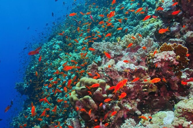 Private Speed Boat Trip in Hurghada, Swimming With Dolphins - Transfer Options and Costs