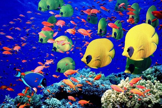 Private Speed Boat Trip in Hurghada, Swimming With Dolphins - Important Booking Information