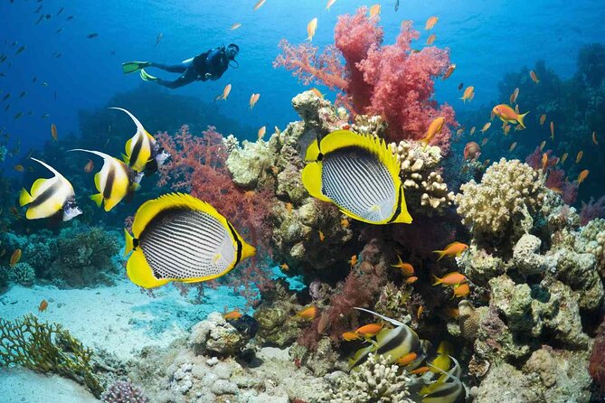 Private Speed Boat Trip in Hurghada, Swimming With Dolphins - Additional Notes on the Tour