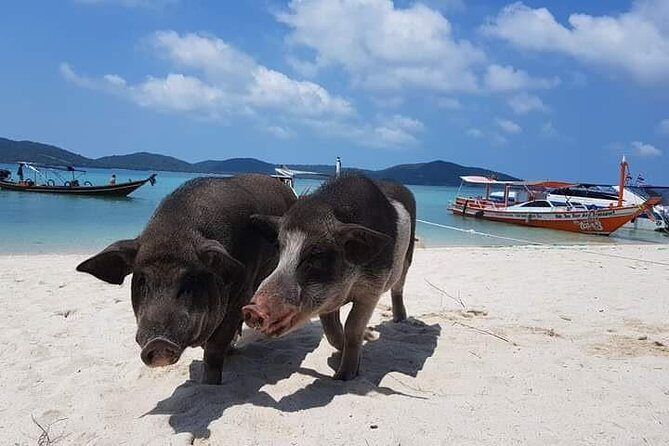 Private Speedboat Koh Tan & Pig Island Snorkeling from Samui - Pricing and Value