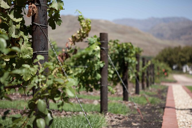 Private Stellenbosch, Franschhoek and Paarl Wine Tour - Discovering Paarl