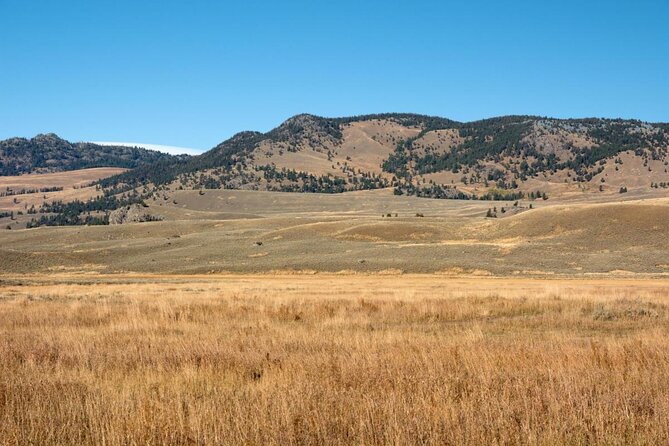 Private Sunrise Wildlife Adventure Into Yellowstone Lamar Valley - Tour Overview