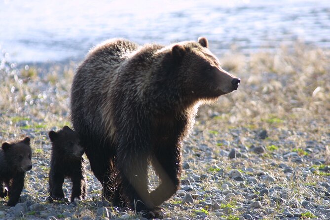 Private Sunrise Wildlife Adventure Into Yellowstone Lamar Valley - Inclusions and Exclusions