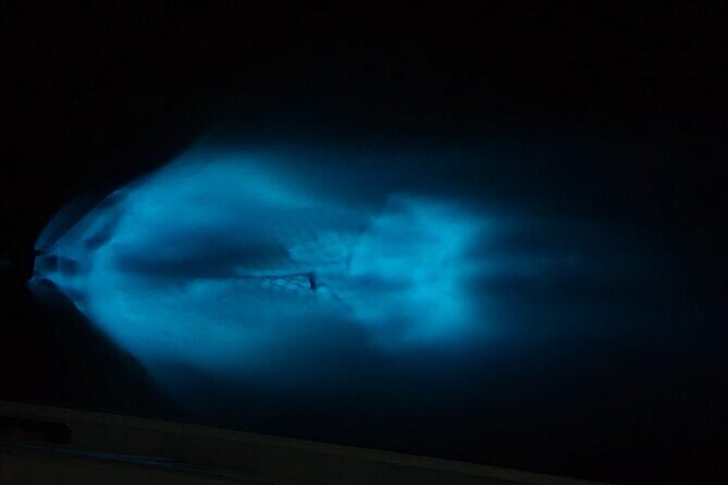 Private Sunset and Bioluminescence Tours in Cocoa Beach - Pricing and Value