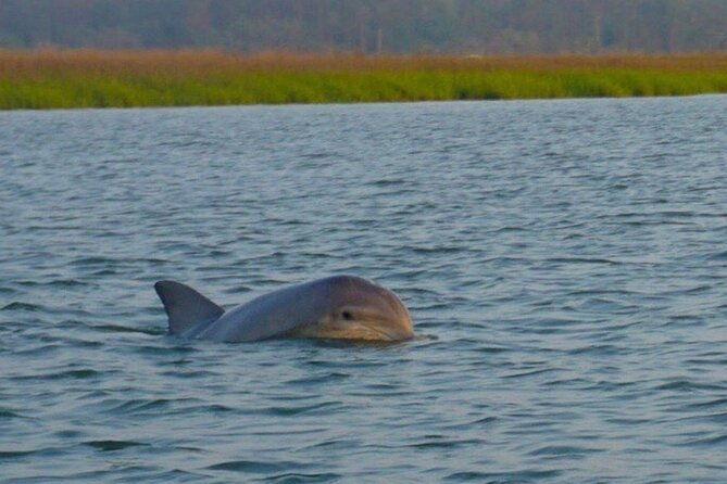 Private Sunset and Fireworks Dolphin Tour (6 people max) - Good To Know