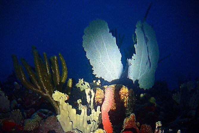 Private Sunset Charter Guided Night Snorkeling in St Thomas - Enjoy Private Sunset Charter Cruise
