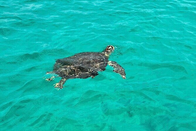 Private Sunset Dolphin Cruise Up to 16 Passengers - Frequently Asked Questions